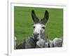 For the First Time Ever 3 Sicilian Minature Donkeys Have Been Born in Britain, 2001-null-Framed Photographic Print