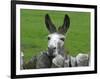 For the First Time Ever 3 Sicilian Minature Donkeys Have Been Born in Britain, 2001-null-Framed Photographic Print