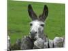 For the First Time Ever 3 Sicilian Minature Donkeys Have Been Born in Britain, 2001-null-Mounted Photographic Print