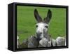 For the First Time Ever 3 Sicilian Minature Donkeys Have Been Born in Britain, 2001-null-Framed Stretched Canvas