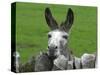 For the First Time Ever 3 Sicilian Minature Donkeys Have Been Born in Britain, 2001-null-Stretched Canvas