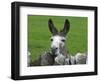 For the First Time Ever 3 Sicilian Minature Donkeys Have Been Born in Britain, 2001-null-Framed Photographic Print