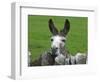 For the First Time Ever 3 Sicilian Minature Donkeys Have Been Born in Britain, 2001-null-Framed Photographic Print