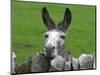 For the First Time Ever 3 Sicilian Minature Donkeys Have Been Born in Britain, 2001-null-Mounted Photographic Print