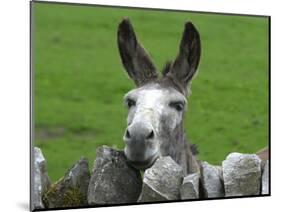 For the First Time Ever 3 Sicilian Minature Donkeys Have Been Born in Britain, 2001-null-Mounted Photographic Print