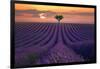 For the Love of Lavender-Lee Sie-Framed Photographic Print