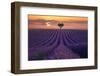 For the Love of Lavender-Lee Sie-Framed Photographic Print