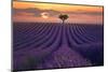 For the Love of Lavender-Lee Sie-Mounted Photographic Print