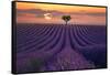 For the Love of Lavender-Lee Sie-Framed Stretched Canvas