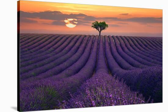 For the Love of Lavender-Lee Sie-Stretched Canvas