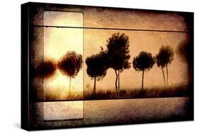 For the Love of Trees I-LightBoxJournal-Stretched Canvas