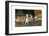 Forager the Puppy Joins the Other Animals by the Fire-Cecil Aldin-Framed Giclee Print