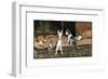 Forager the Puppy Joins the Other Animals by the Fire-Cecil Aldin-Framed Giclee Print