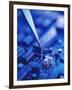 Forceps Holding a Resistor Over a Circuit Board-Chris Knapton-Framed Photographic Print