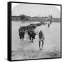 Fording the Modder River, Boer War, South Africa, 15th February 1901-Underwood & Underwood-Framed Stretched Canvas