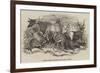 Foreign Animals Imported for the Earl of Derby-null-Framed Giclee Print