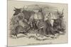 Foreign Animals Imported for the Earl of Derby-null-Mounted Giclee Print