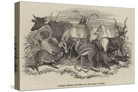 Foreign Animals Imported for the Earl of Derby-null-Stretched Canvas
