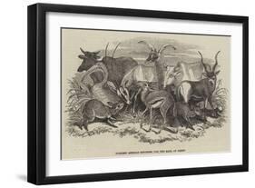 Foreign Animals Imported for the Earl of Derby-null-Framed Giclee Print