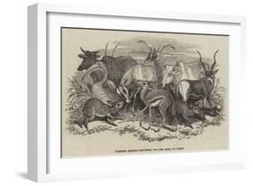 Foreign Animals Imported for the Earl of Derby-null-Framed Giclee Print