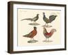 Foreign Birds-null-Framed Giclee Print