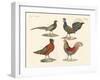 Foreign Birds-null-Framed Giclee Print