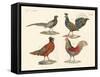 Foreign Birds-null-Framed Stretched Canvas