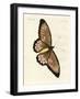 Foreign Butterflies of a Phenomenal Size-null-Framed Giclee Print