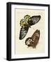 Foreign Butterflies of a Phenomenal Size-null-Framed Giclee Print