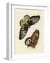 Foreign Butterflies of a Phenomenal Size-null-Framed Giclee Print