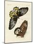 Foreign Butterflies of a Phenomenal Size-null-Mounted Giclee Print