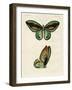 Foreign Butterflies of a Phenomenal Size-null-Framed Giclee Print