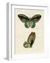 Foreign Butterflies of a Phenomenal Size-null-Framed Giclee Print