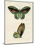 Foreign Butterflies of a Phenomenal Size-null-Mounted Giclee Print