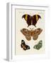 Foreign Butterflies-null-Framed Giclee Print