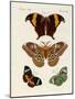 Foreign Butterflies-null-Mounted Giclee Print