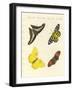 Foreign Butterflies-null-Framed Giclee Print