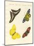 Foreign Butterflies-null-Mounted Giclee Print