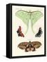 Foreign Butterflies-null-Framed Stretched Canvas