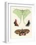 Foreign Butterflies-null-Framed Giclee Print