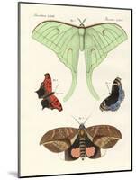 Foreign Butterflies-null-Mounted Giclee Print
