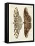 Foreign Butterflies-null-Framed Stretched Canvas