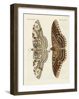 Foreign Butterflies-null-Framed Giclee Print