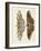 Foreign Butterflies-null-Framed Giclee Print