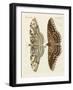 Foreign Butterflies-null-Framed Giclee Print