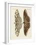 Foreign Butterflies-null-Framed Giclee Print