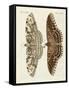 Foreign Butterflies-null-Framed Stretched Canvas