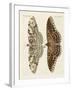 Foreign Butterflies-null-Framed Giclee Print