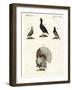 Foreign Domestic Poultry-null-Framed Giclee Print