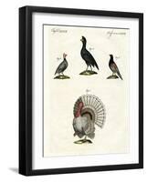 Foreign Domestic Poultry-null-Framed Giclee Print
